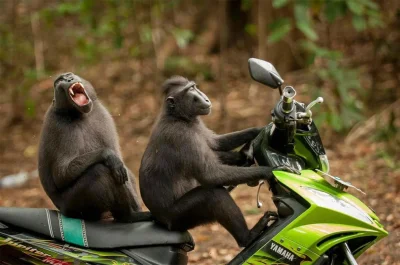 Nooser - Te małpy się nie cackają
SPOILER
#natura #zwierzęta #fotografia