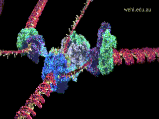 bioslawek - Replikacja DNA



#biologia #biochemia #przyroda #dna #nauka #biologi...