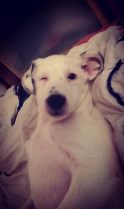 Trast - #pokazpsa 
Moja 3 miesieczna sunia (ʘ‿ʘ)