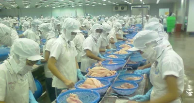 d.....r - @dreaper: Kobiety zajmujące się filetowaniem ryb.