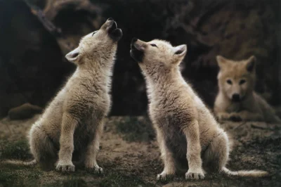 Wulfi - Wilcza natura

#wilk #wilki #zwierzeta #zwierzaczki #smiesznypiesek #szczen...