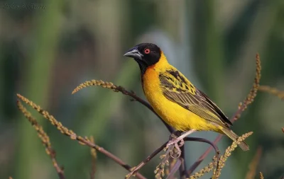 DuchBieluch - Wikłacz zmienny (Ploceus cucullatus) – gatunek ptaka występujący w Afry...