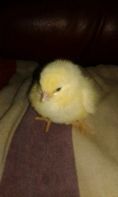 Czotojamam - Mirki,powitajcie i plusujcie małego kurczaczka! ( ͡° ͜ʖ ͡°)

SPOILER
