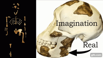 bioslawek - Porównanie czaszek Australopiteka afarensis LUCY i szympansa Bonogo

Cz...