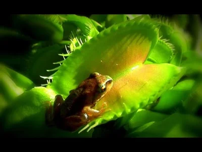 starnak - @marcin_net: Venus frogtrap