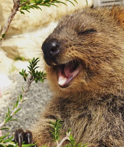 mfek00 - En aaaaaaj łyl olłejs
LOOOOW JUUUUUU

#quokkanadzis #quokka #zwierzaczki