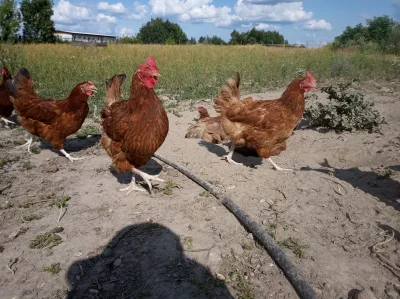 robertx - Ostatnio jedna z Mirabelek podrzuciła mi pomysł na wpis zadając pytanie, ja...