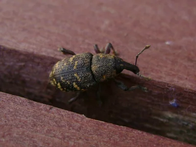 S.....r - @Trzyszcz: a tu znalazłam jakieś moje zdjęcie chrząszcza :) ryjkowcowate? a...