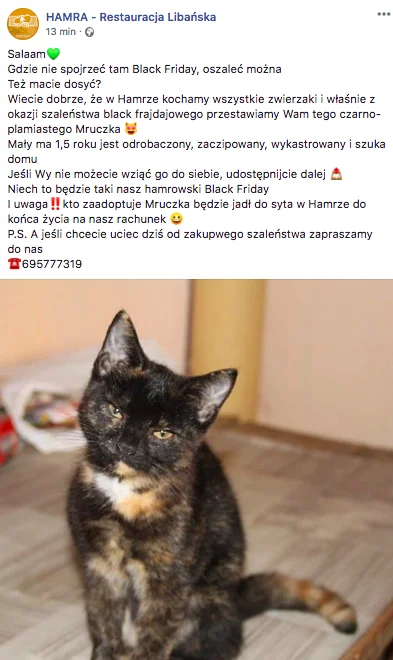 KuwbuJ - Adoptuj kota i jedz za darmo. :D Fajna akcja na BF w Łódzkiej knajpie Hamra....