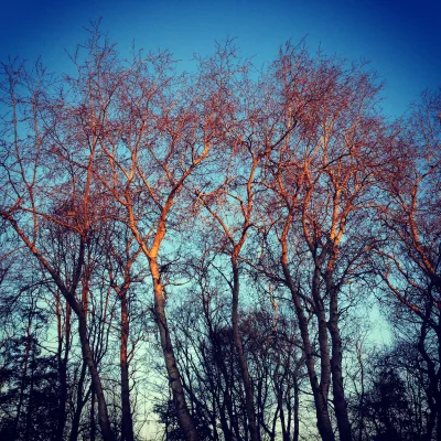 saltacme - Gorejące drzewka ;) #fotografia #natura
