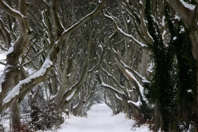 sandra925 - #ciekawostki #irlandia #earthporn 

Mroczny szpaler (The Dark Hedges) t...