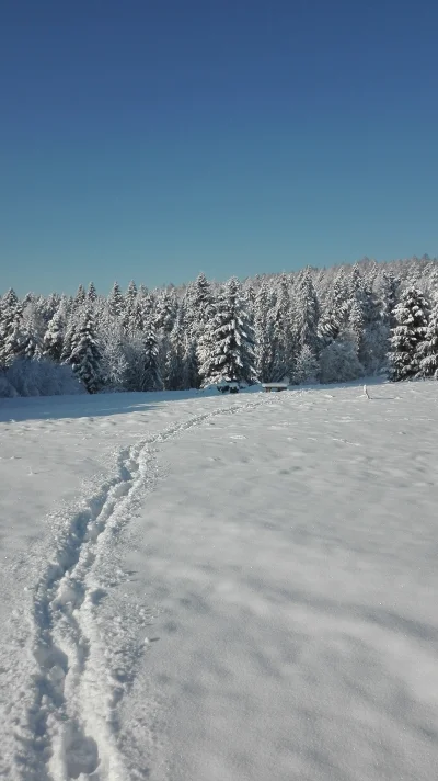 ansekabanseflore - #dziendobry Mirko :3

Idę w las, w śnieg po pas

Z fartem! Mił...
