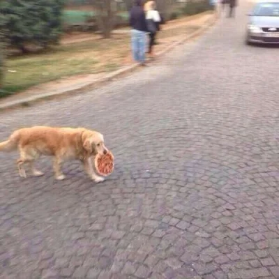Talvisota - pies myśliwski koloru złotego dumnie kroczy ulica prezentując swoją zdoby...