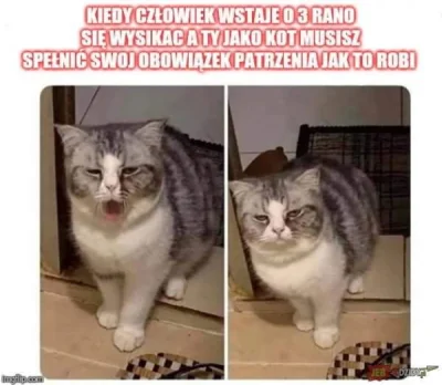 JednaZTychPrzekletychBestii - #heheszki #humorobrazkowy #koty