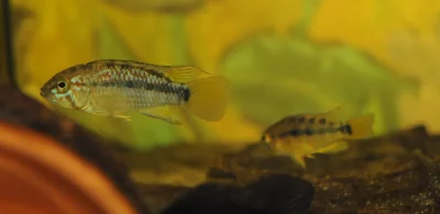 Papja - Kolejne akwa-marzenie spełnione :D.

Apistogramma ortegai, ex. sp. Papagei,...