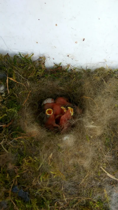 xqbax - @LAU-RA Male sikorki pozdrawiaja. Matka założyła gniazdo w skrzynce na liczni...