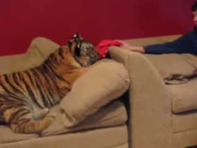 robsosl - Tygrysy - jedne z najpiękniejszych kotków na naszej planecie ... (╯︵╰,)(╥﹏╥...