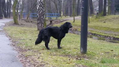 Trelik - > Nie chciałby ktoś z Was albo Waszych znajomych lub rodzin przygarnąć psiak...