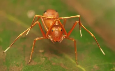PalNick - Widoczny na zdjęciu pająk udaje mrówkę, unosząc przednie odnóża - co ma imi...