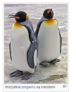 c.....k - Nawet mi ich żal
#pingwiny #nieloty #SMUTEK