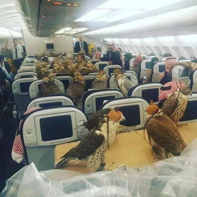 Mesk - Saudyjski książę kupił 80 biletów samolotowych dla swoich sokołów #heheszki #f...