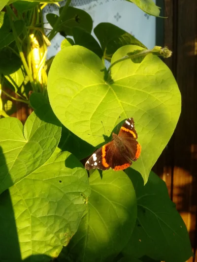 Sanczessco - #motyle #ogrod #foto

Taki motylek się grzał na listku.