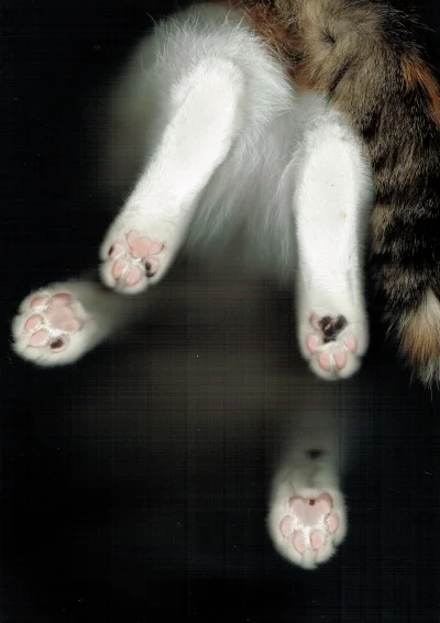 idenapszyre - tak wygląda kot z punktu widzenia skanera (｡◕‿‿◕｡)

#koty #kot #smies...