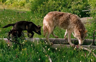 Warwick - "W normalnym wilczym miocie rodzi się od 4 do 6 szczeniąt. Jeśli 25 procent...