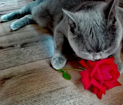 laaalaaa - Dziś razem #mikus i #mojeroze ( ͡° ͜ʖ ͡°)
Róża 14/100
#koty #pokazkota #...
