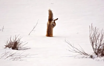 r.....7 - Lis nurkujący w śniegu

#smiesznypiesek #niewiemjaktootagowac #zdjecia #o...