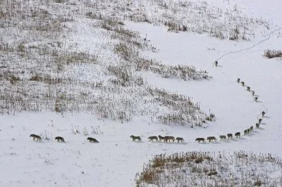 Ustrojstwo - Dzisiaj mała ciekawostka ze świata wilków:

Wilcza wataha - pierwsze t...