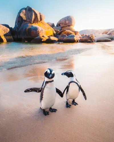 Juran - #juranzwierzaczki #pingwiny #pingwinboners