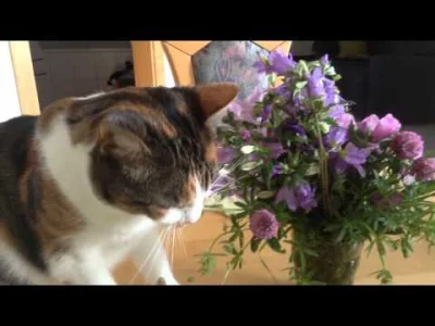 natussy - moje koty lubią kwiatki...

#koty #kwiaty #pokazkota #cotekoty #kotnadzis