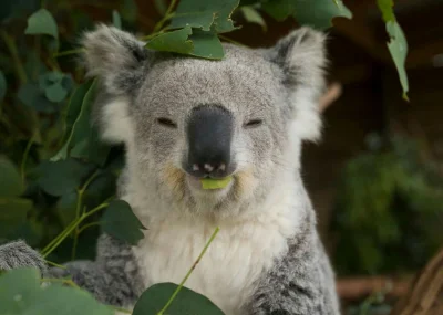 Najzajebistszy - ʕ•ᴥ•ʔ

#koala #koalowabojowka #zwierzaczki