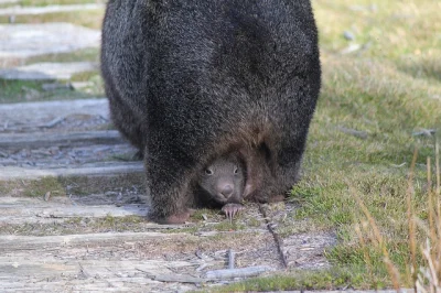 fir3fly - 9 faktów o wombatach:

1. Choć wombaty (foto) wyglądają na krępe i powolne,...