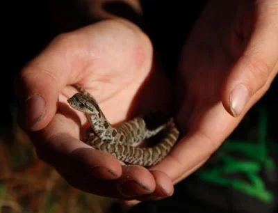 PanKara - Eastern hognose - na liście zagrożonych wyginięciem w Kanadzie #terrarystyk...