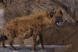 KawiakJones - Wymarła przed 11.000 lata hiena jaskiniowa była gigantycznym drapieżnik...