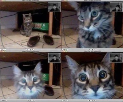 psposki - Kotek rozpoznał swojego pana podczas wideo-rozmowy ツ
#kalkazreddita #koty #...