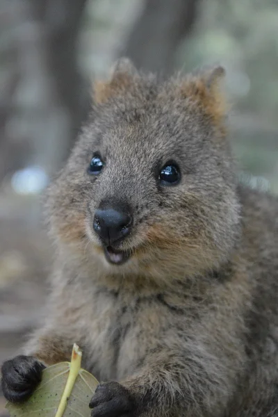 zetka71 - #quokkanadzis

Hejka!
Nie wiem co się dzieje z Aloszką, mam nadzieję, że...