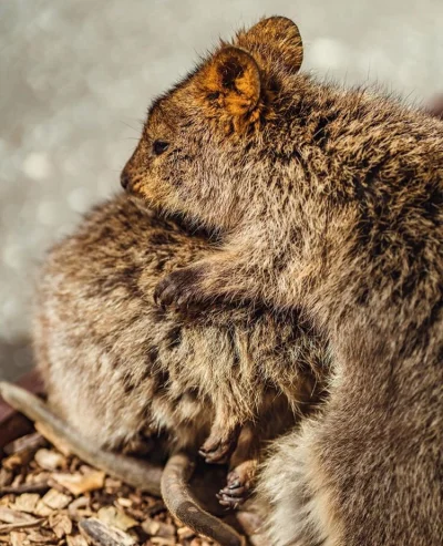 aloszkaniechbedzie - #quokka #quokkanadzis #zwierzaczki