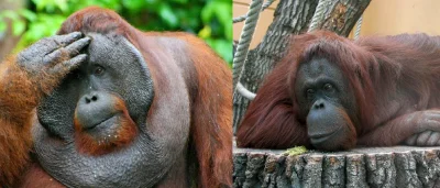 fir3fly - Dzisiejsza #fir3nauka w formie znaleziska:
Orangutan szuka żony
O wyjątko...