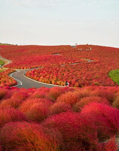 Sensitive - Hitachi Seaside Park, Japonia


 Hitachi Seaside Park w Japonii to niezwy...