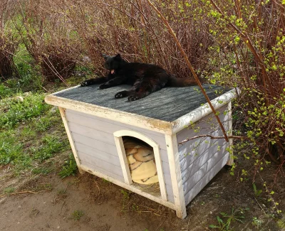 hivonzooo - @apee: ja postawiłem swoją budkę dla kotki która karmię, sprzątam wokół n...