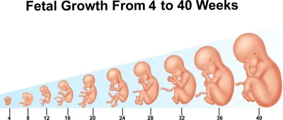 P.....y - @Michrou: Ja to wszystko rozumiem. Jestem za obecnym kompromisem aborcyjnym...