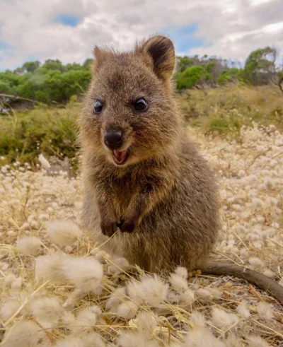 ANDRZ_J - #quokka #kuoka #codziennaquoka