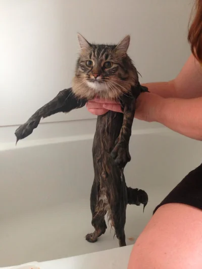 bart606 - My pussy got wet (✌ ﾟ ∀ ﾟ)☞



SPOILER
SPOILER


#koty #heheszki #mokrykot