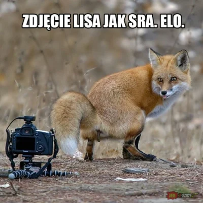 Deetz - #heheszki #humorobrazkowy #lis #jebzdzidyaledobre