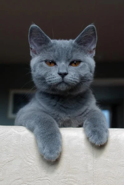Kasztani - co to za rasa kota?

#koty #kot #fachowcy