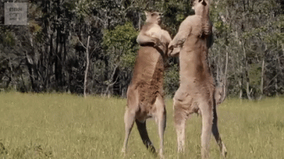 Zdejm_Kapelusz - #gif #kangury i takie trochę #creepy #ciekawostki