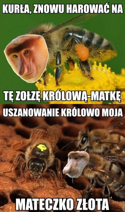grzesiek-bat - >Polska pszczoła miejska europejskim hitem.

xD